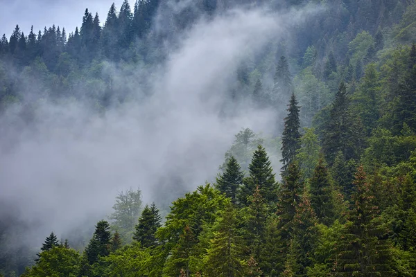 Hermoso Paisaje Con Montañas Parang Rumania Día Lluvioso Brumoso Imagen De Stock