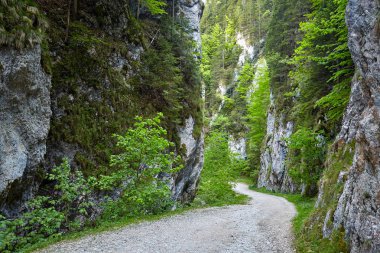 Alp orman içinden bir yol ile bir yaz günü manzara