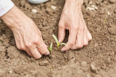 Dolmalık biber dikimi kadın çiftçi eline