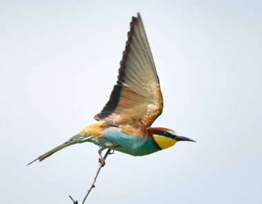 Arı yiyen kuş karşı açık gökyüzü uçan