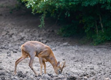 Yaz akşamında genç bir erkek.