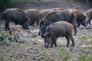 Herd of wild hogs rooting in forest for food clipart