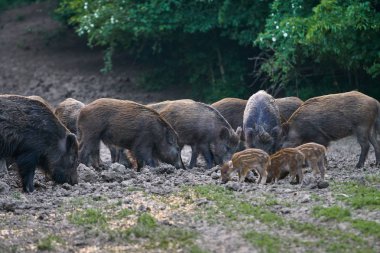 Yaban domuzları ormanda yiyecek için köklenme sürüsü