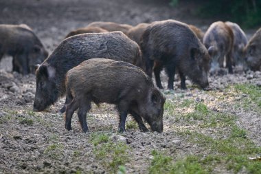 Herd of wild hogs rooting in forest for food clipart