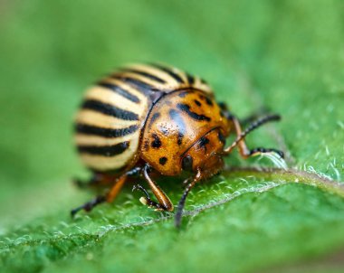 Colorado böceği patates yaprak üzerinde görünümünü kapat