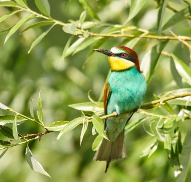 Arı yiyen kuş ağaç dalı üzerinde oturan
