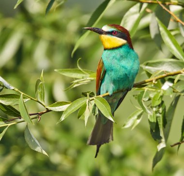 Arı yiyen kuş ağaç dalı üzerinde oturan