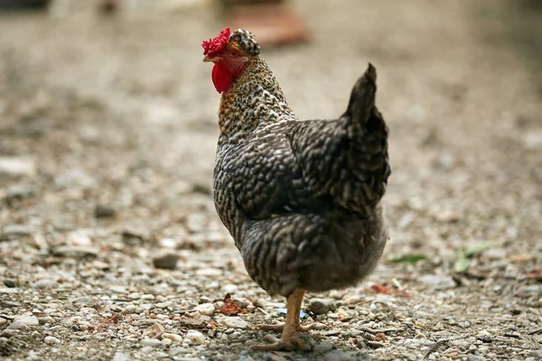 Bir Benekli Şişman Tavuk Arka Bahçesinde Görünümünü Kapat — Stok fotoğraf