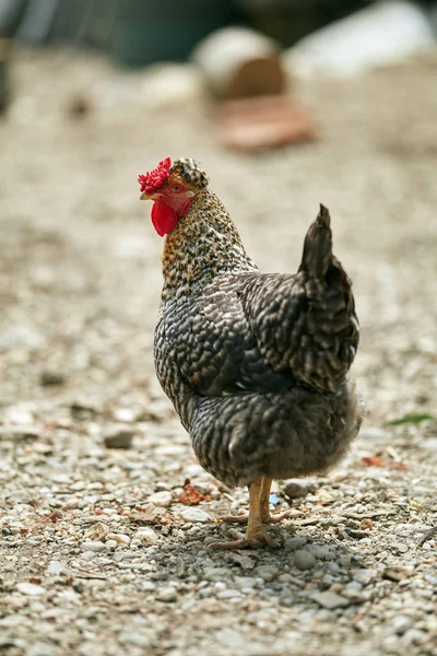 关闭在后院有斑点的脂肪鸡的看法 — 图库照片