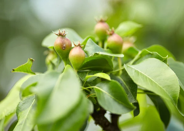 Gros Plan Bouquet Petites Pommes Sur Une Branche Arbre — Photo