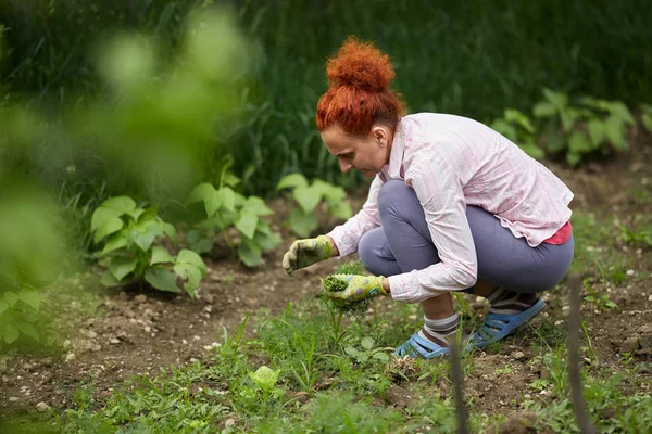 Woman Farmer Picking Dill Her Garden — Stock Photo, Image