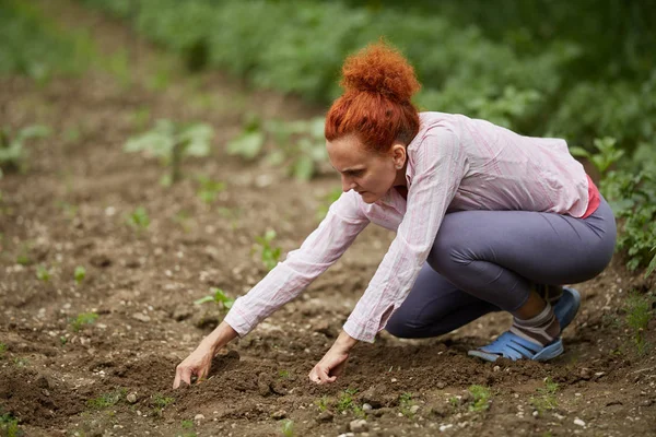 Boer Vrouw Zaailingen Van Paprika Planten Haar Tuin — Stockfoto