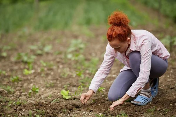 Farmář Žena Výsadbě Sazenice Papriky Své Zahradě — Stock fotografie