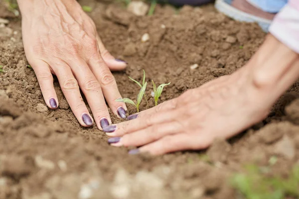 Mãos Agricultor Feminino Plantando Pimentão Jardim — Fotografia de Stock