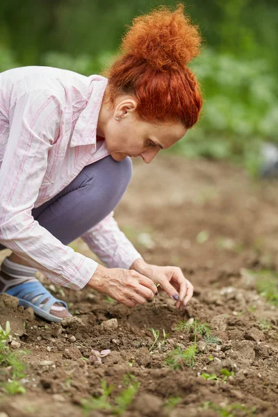 農家の女性が彼女の庭でピーマンの苗を植える — ストック写真