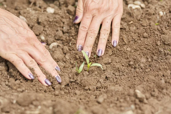 Mains Agricultrice Plantant Poivron Dans Jardin — Photo