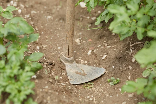 Uma Enxada Chão Jardim Entre Plantas Perto — Fotografia de Stock