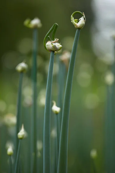 Nahaufnahme Von Zwiebelpflanzen Mit Samen Garten — Stockfoto
