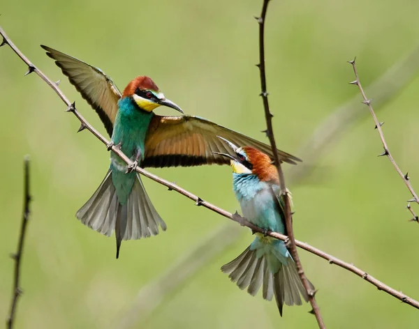 Bee Eater Ptaków Walki Gałęzi Drzewa — Zdjęcie stockowe