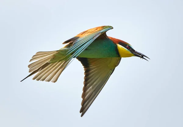 Bee Eater Ptak Latający Przeciw Jasne Niebo — Zdjęcie stockowe