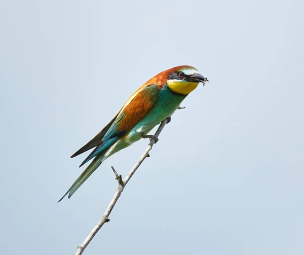 Bee Eater Bird Sitting Branch Clear Sky — Stock Photo, Image