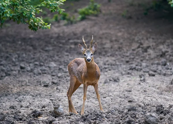 Jeune Mâle Chevreuil Dans Une Soirée Été — Photo