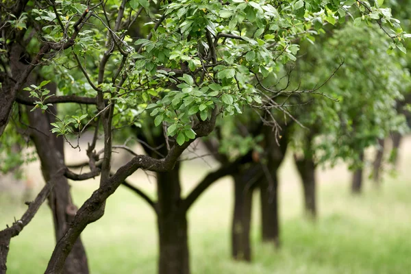 Närbild Skott Plommon Orchard Början Sommaren — Stockfoto