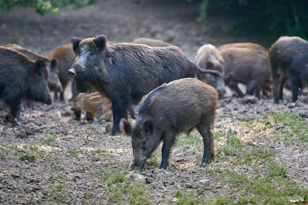 Herd Wild Hogs Rooting Forest Food — Stock Photo, Image