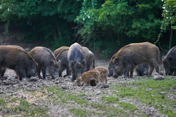 Herd Wild Hogs Rooting Forest Food — Stock Photo, Image