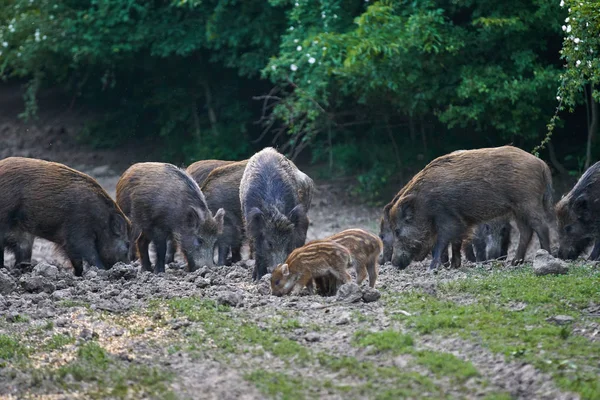 Herd of wild hogs rooting in forest for food