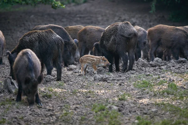 野生猪群在森林中生根觅食 — 图库照片