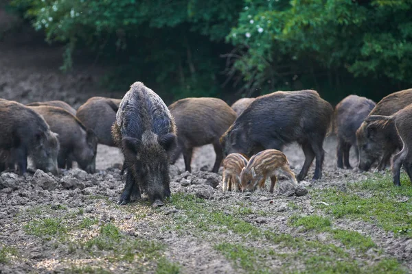 Rebanho Porcos Selvagens Enraizamento Floresta Para Comida — Fotografia de Stock