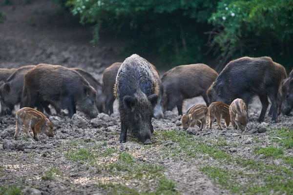 Αγέλη Από Άγρια Γουρούνια Ριζοβολία Στο Δάσος Για Τροφή — Φωτογραφία Αρχείου