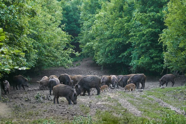 Herd of wild hogs rooting in forest for food