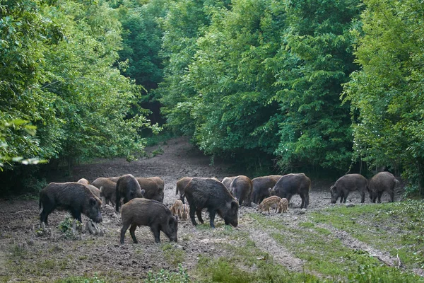 Herd of wild hogs rooting in forest for food