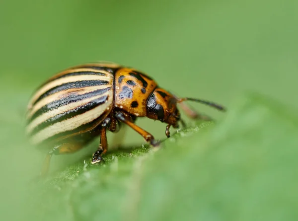 Close View Colorado Beetle Potato Leaf — Stock Photo, Image