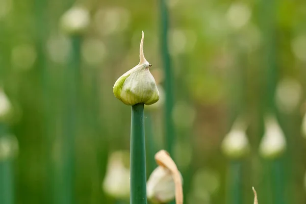 Close View Onion Plants Seeds Garden — Stock Photo, Image