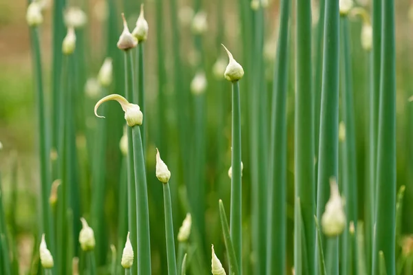 Close Van Planten Met Zaden Tuin — Stockfoto