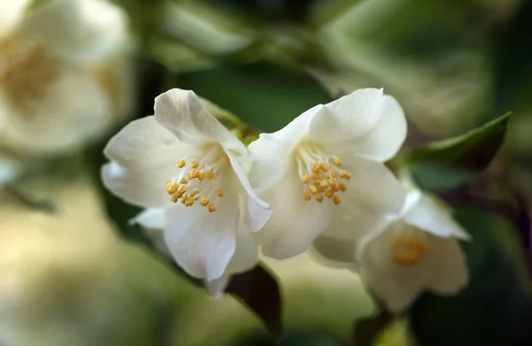 Close View Sweet Mock Orange Flowers English Dogwood — Stock Photo, Image