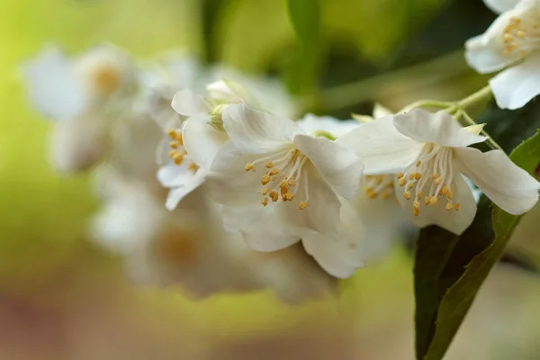 Close View Sweet Mock Orange Flowers English Dogwood — Stock Photo, Image