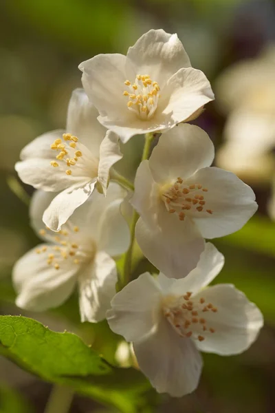 Zbliżenie Kwiatów Jaśminowiec Słodki Angielski Dereń — Zdjęcie stockowe