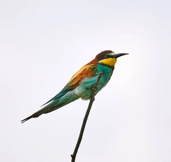 Arı Yiyen Kuş Şube Karşı Oturup Açık Gökyüzü — Stok fotoğraf