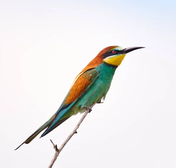 Bee Eater Ptak Siedzący Gałęzi Przeciw Jasne Niebo — Zdjęcie stockowe