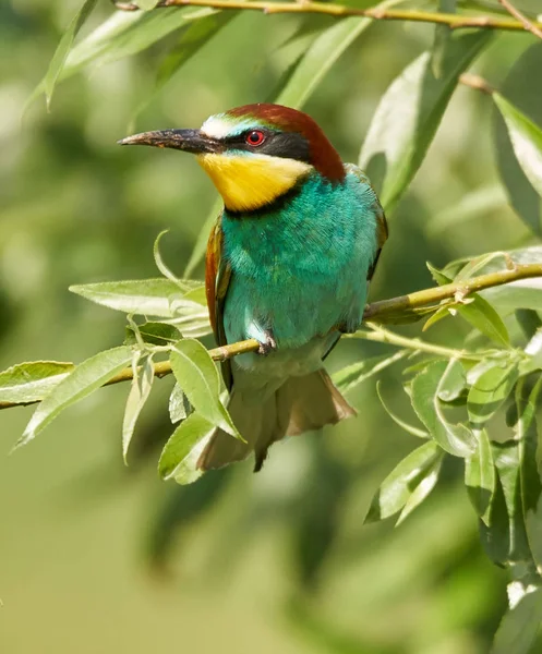 Arı yiyen kuş ağaç dalı üzerinde oturan