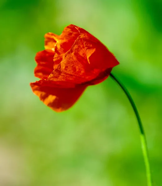 Крупним Планом Макова Квітка Над Зеленим Розмитим Тлом — стокове фото