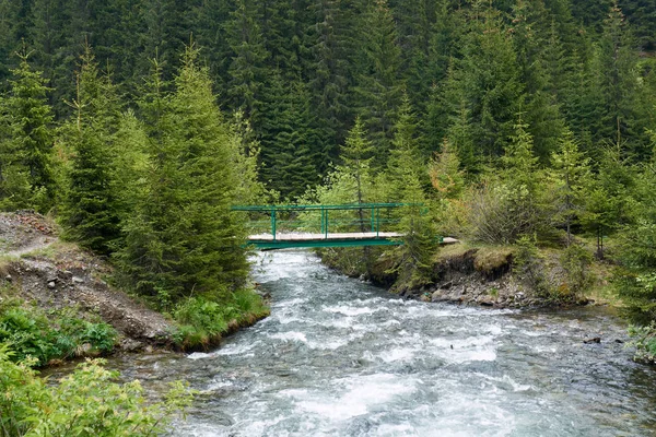 Wooden Bridge Creek Forest — Stock Photo, Image