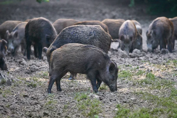 Herd Wild Hogs Rooting Forest Food Royalty Free Stock Photos
