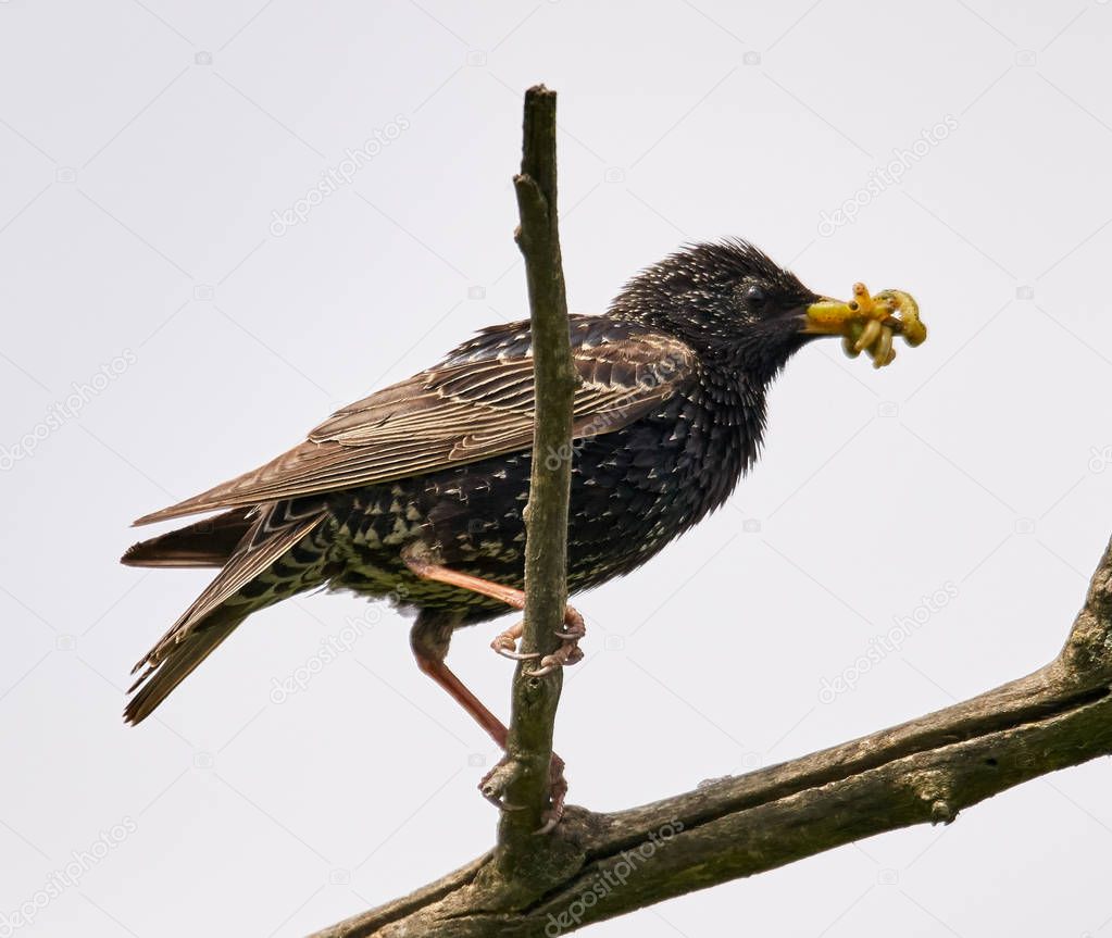 Starling bird perched on tree branch