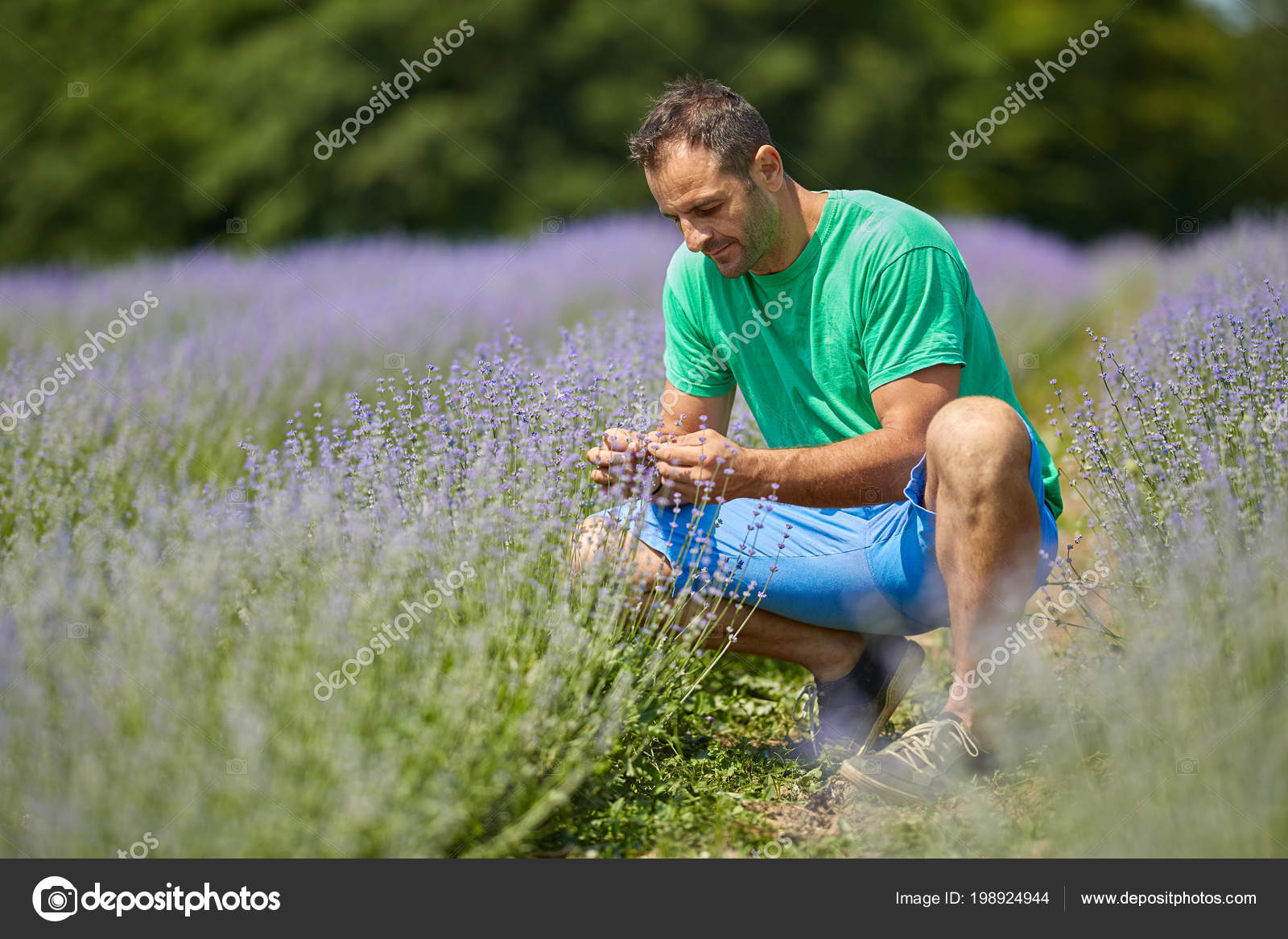 Glückliche Bauer Sitzen Lavendel Plantage Zwischen Zeilen - 