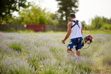 Dikiz adamın T-shirt, şort ve fırça kesici ile lavanta satırlar arasında biçme güneş gözlüğü 